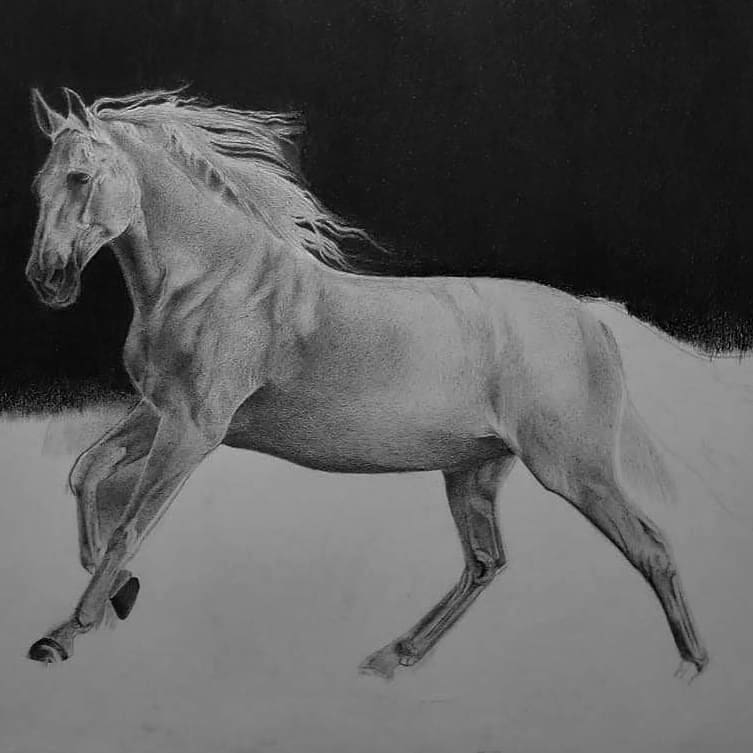 Horse pencil drawing Sticker for Sale by PencilArt  Redbubble